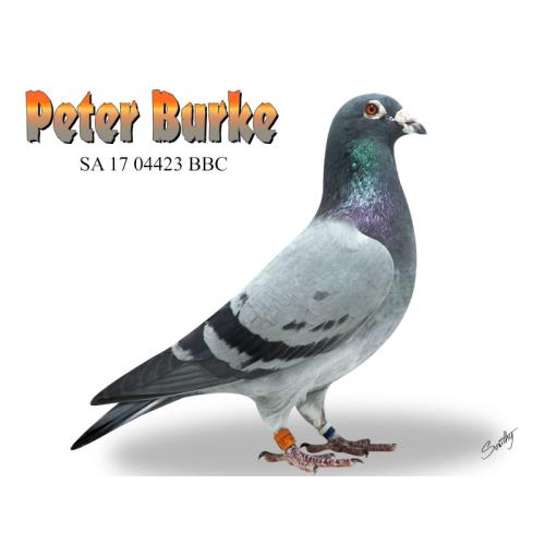 Lot 10 04423 BBC Pryor/Goodger Peter's current No 1 stock cock