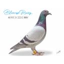 Lot 3 22212 BBC Pt Pirie Pied Family Brother to 1st Fed Young Bird Derby