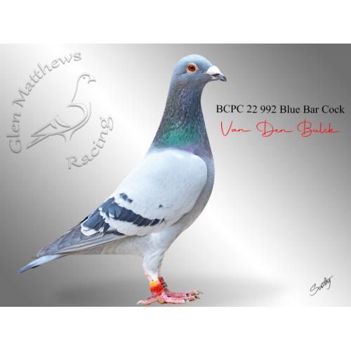 Lot 27 992 BBC Van Den Bulck from top pair Exceptional Blue & The Hawa Hen