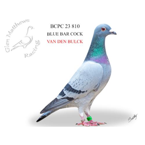 Lot 9 810 BBC Van Den Bulck from ace pair Exceptional Blue & The Hawa Hen